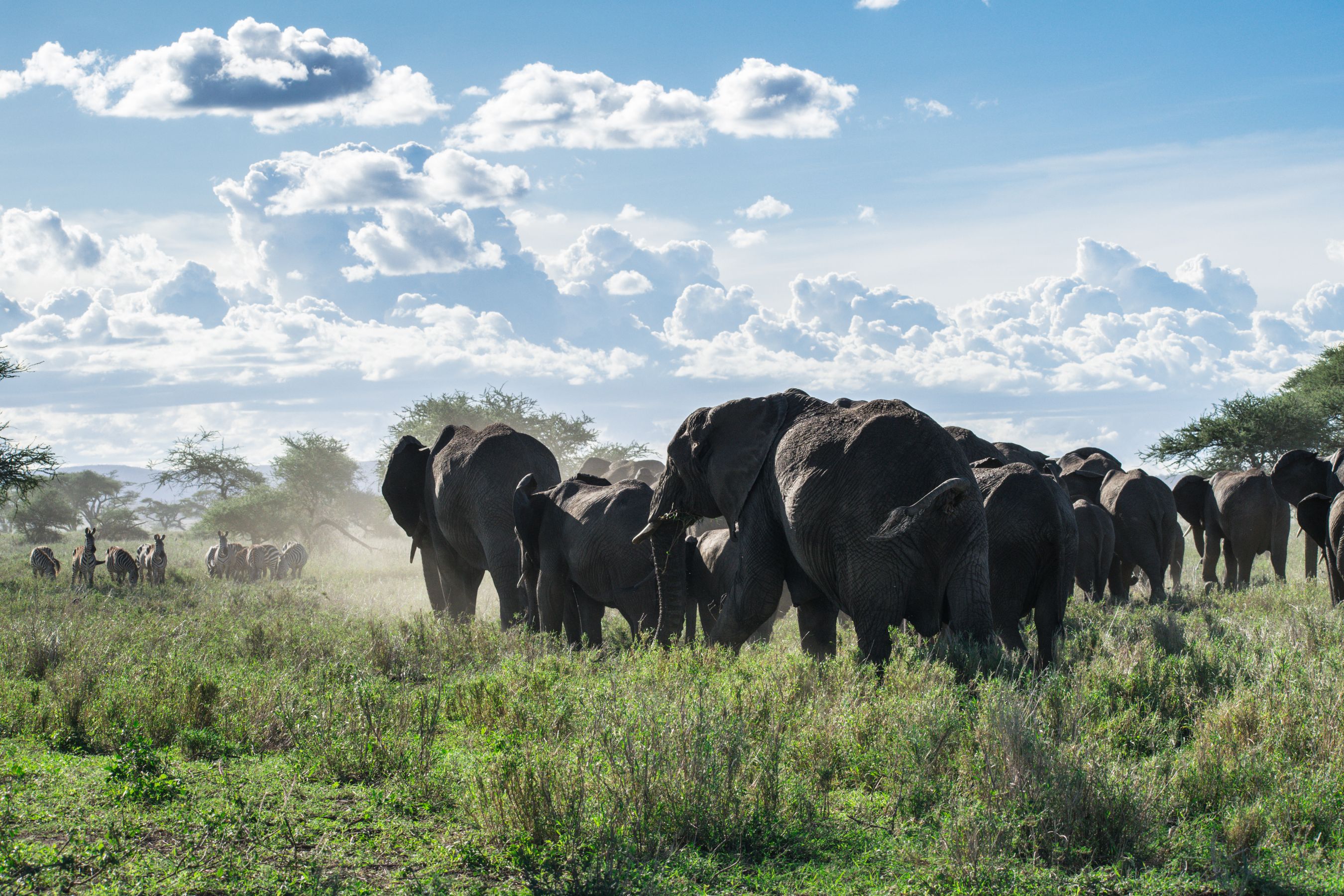 Safari landscape representing amboseli national park