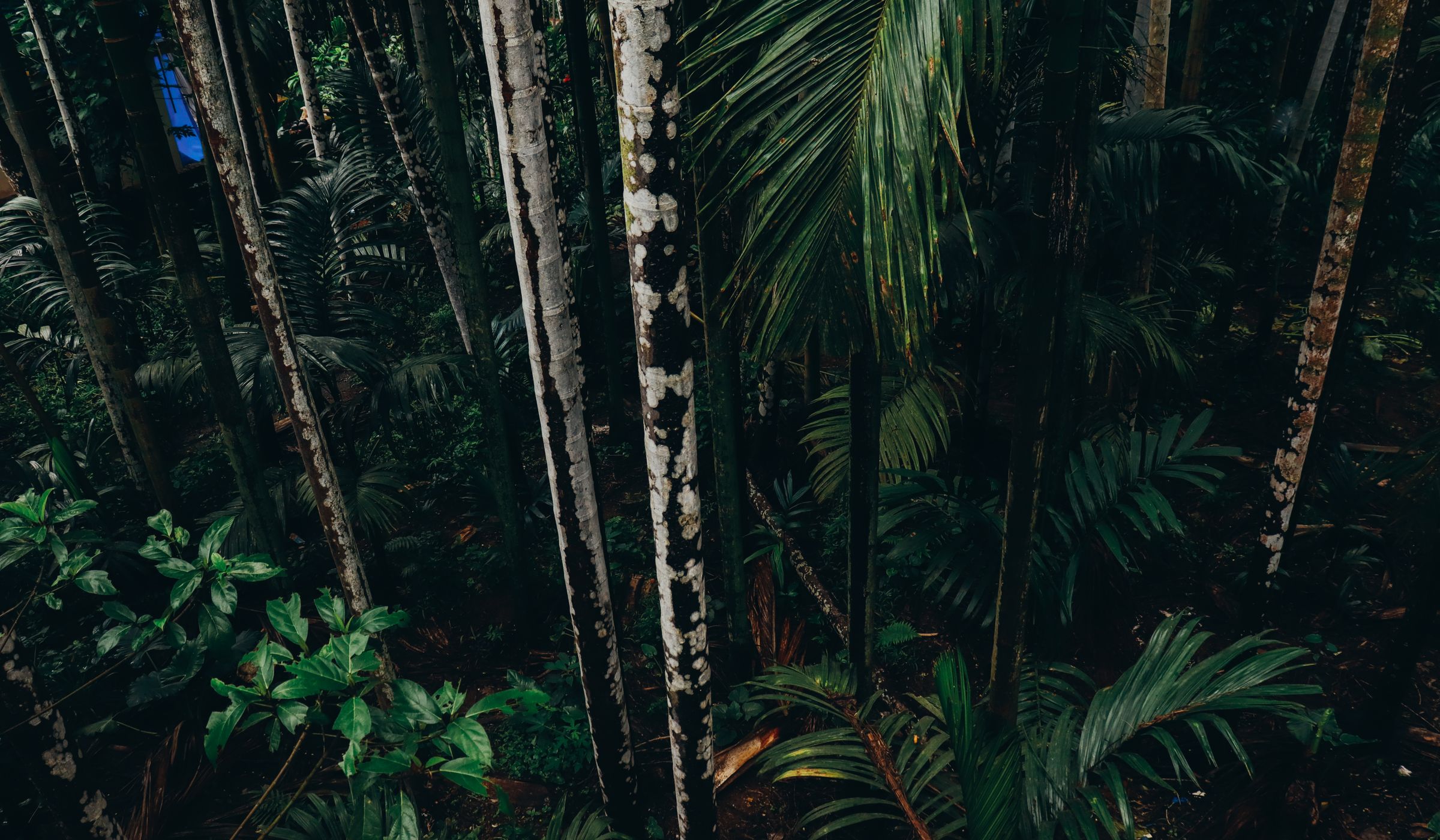 Safari landscape representing bwindi impenetrable national park