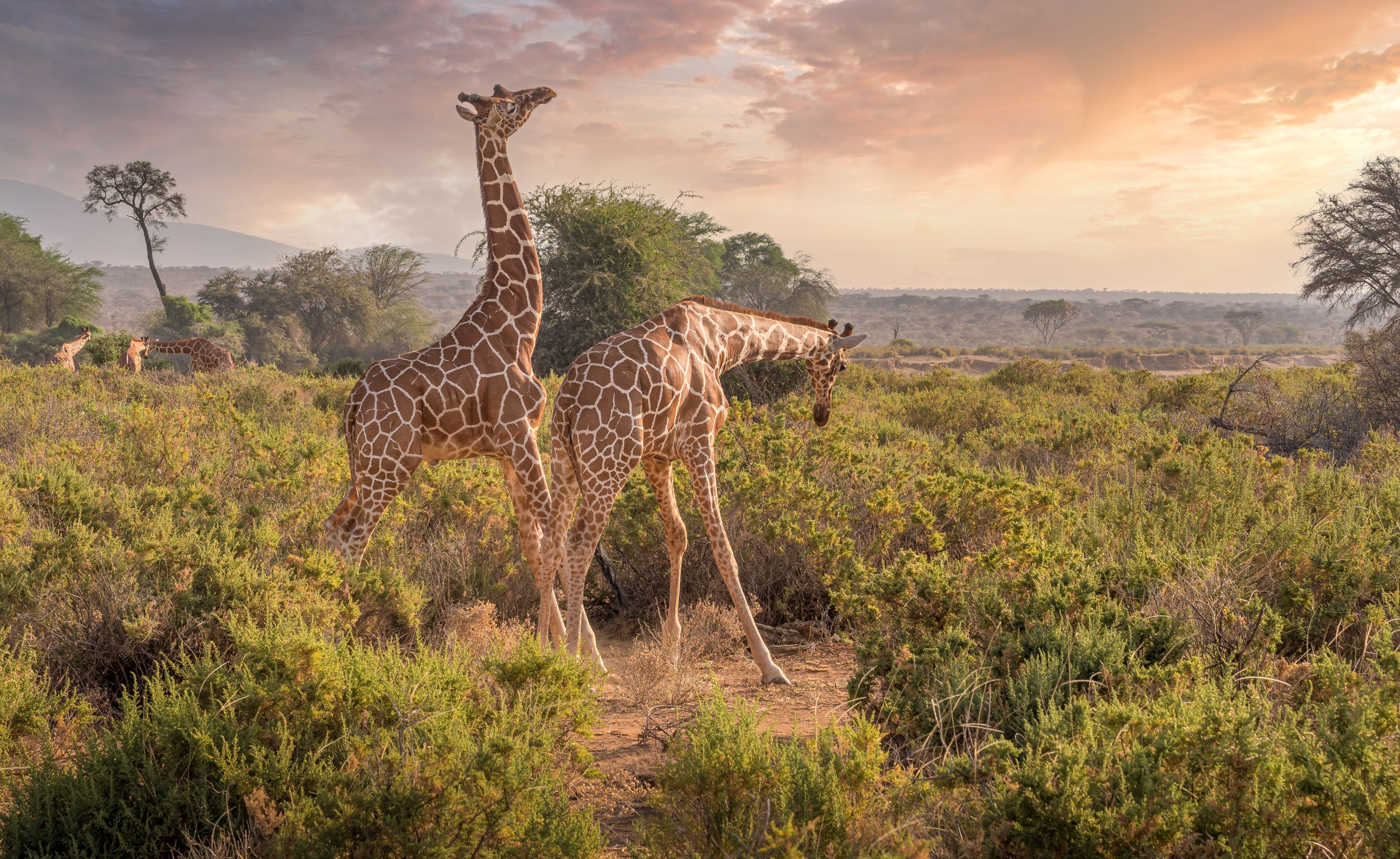 Safari landscape representing samburu national reserve