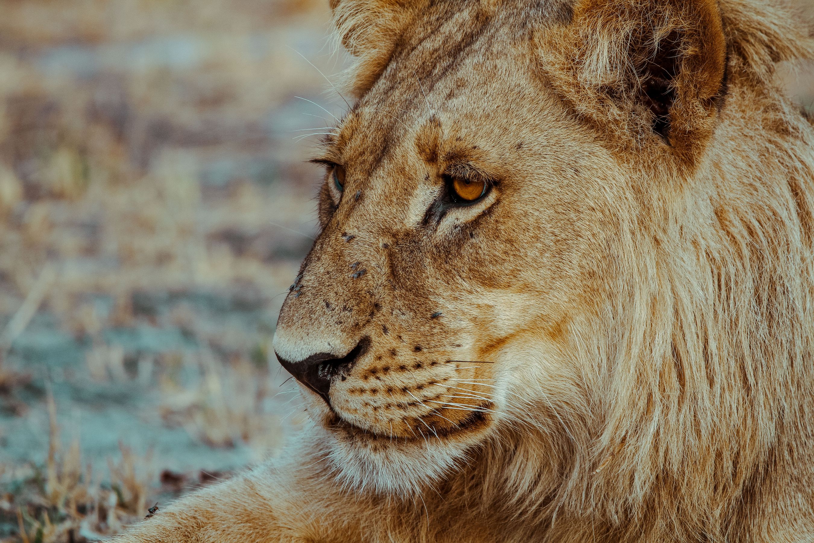 Masai Mara & Great Rift Lakes